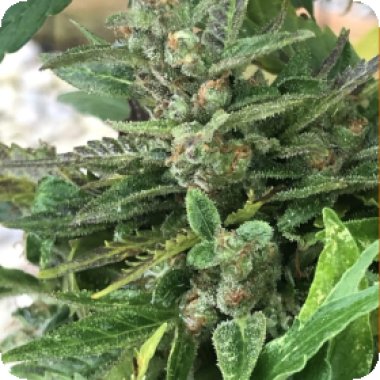 Black Apple Fritter Auto